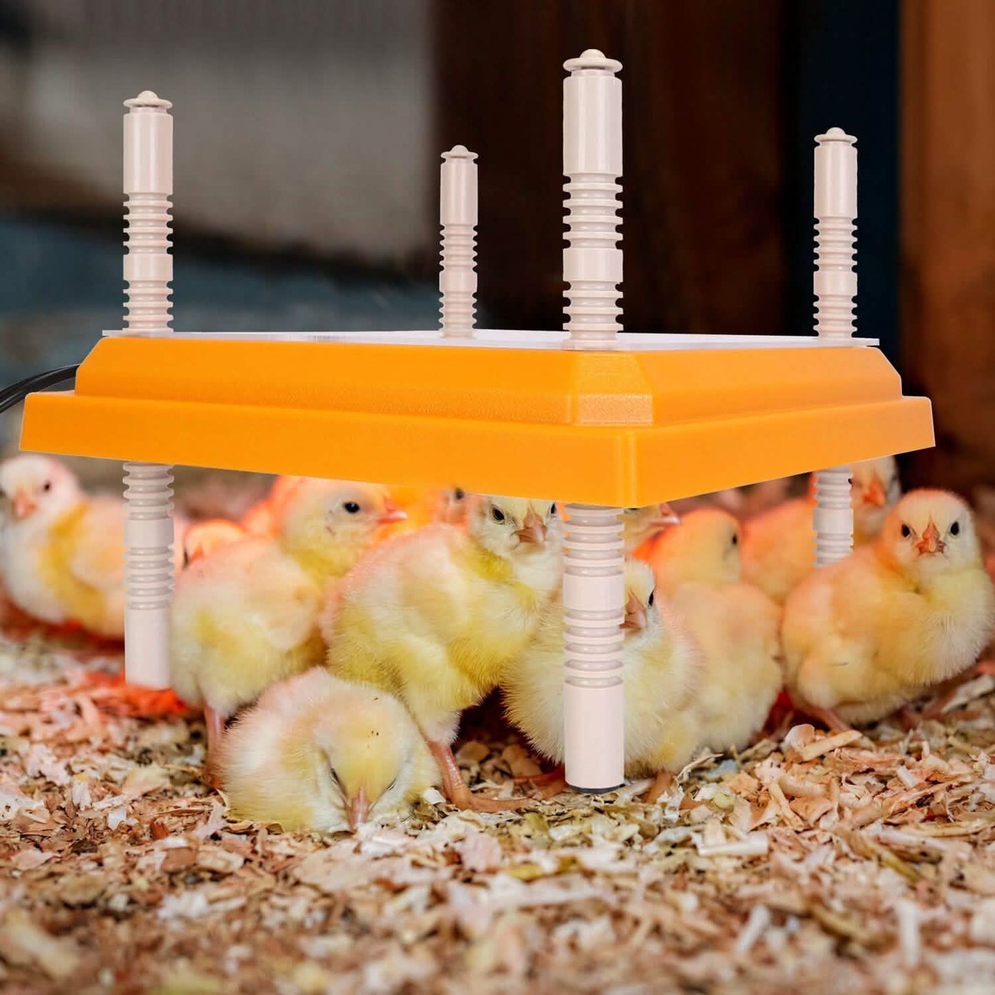 15W Chicken Brooder Heater with Adjustable Height Angle Max 131℉ DailySale