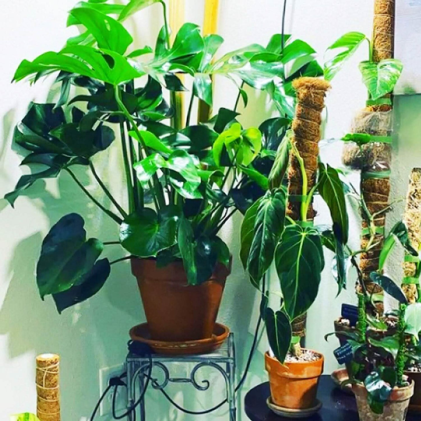 4-Pieces: Coco Coir Extendable Moss Pole for Climbing Plants DailySale