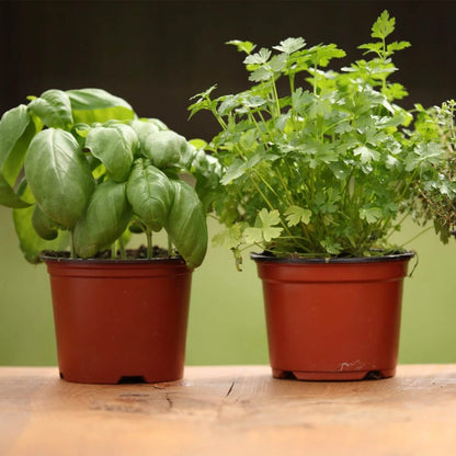 100-Piece: Plastic Plant Nursery Pots DailySale