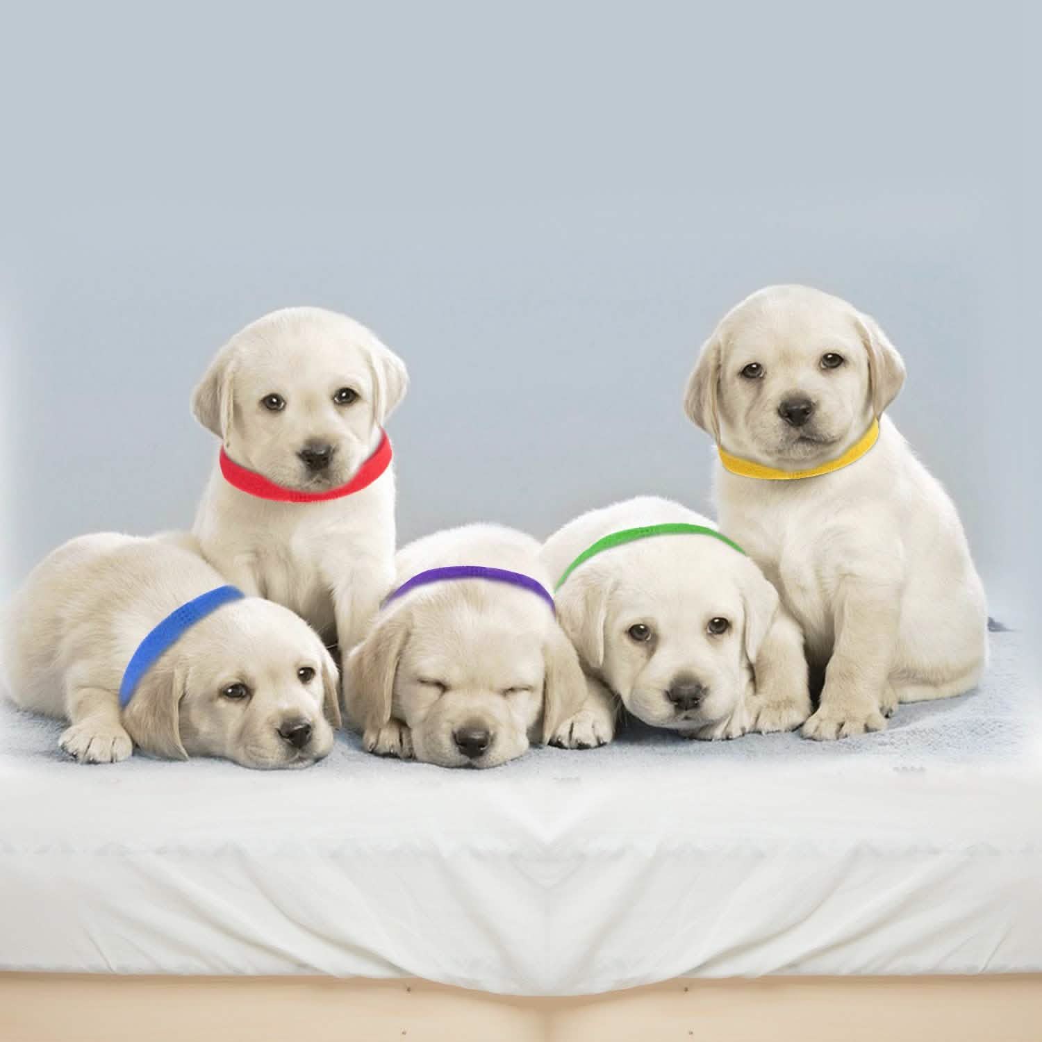 12-Piece: Whelping ID Collars Color Set DailySale