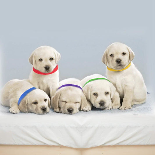 12-Piece: Whelping ID Collars Color Set DailySale