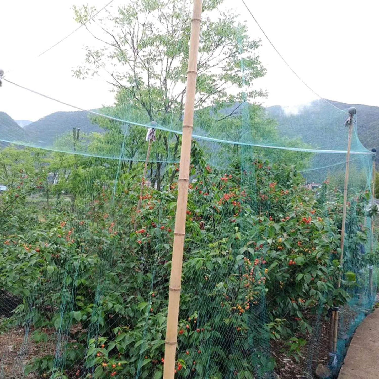 13 x 33 Ft. Garden Net DailySale
