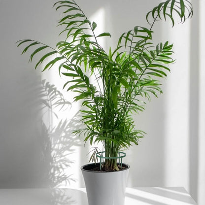 15-Piece: Garden Plant Support Stakes DailySale