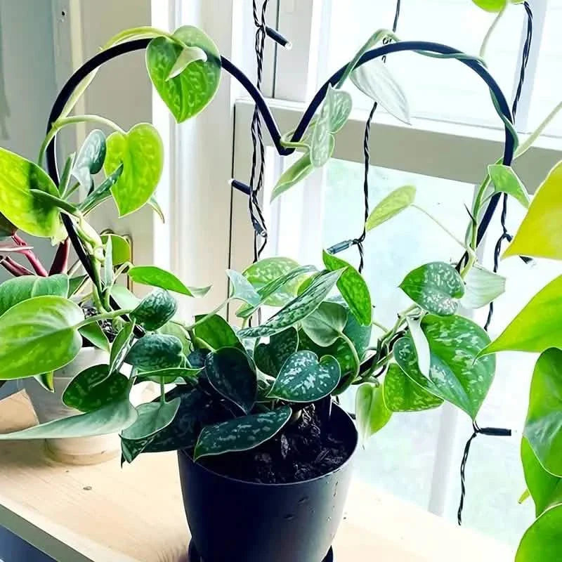 2-Pack: Heart-Shaped Plant Support Stake DailySale