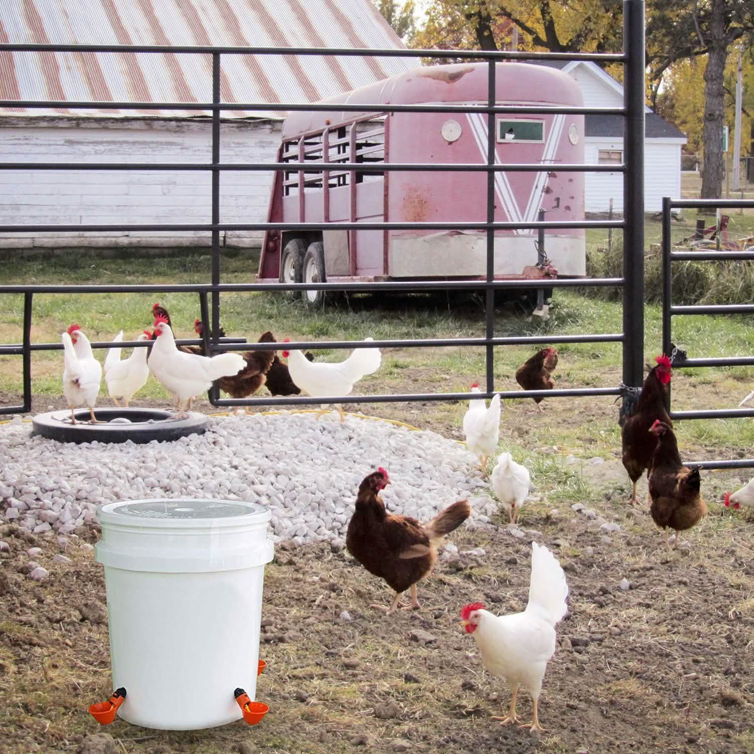 20-Pack: Chicken Waterer Automatic Drinker DailySale