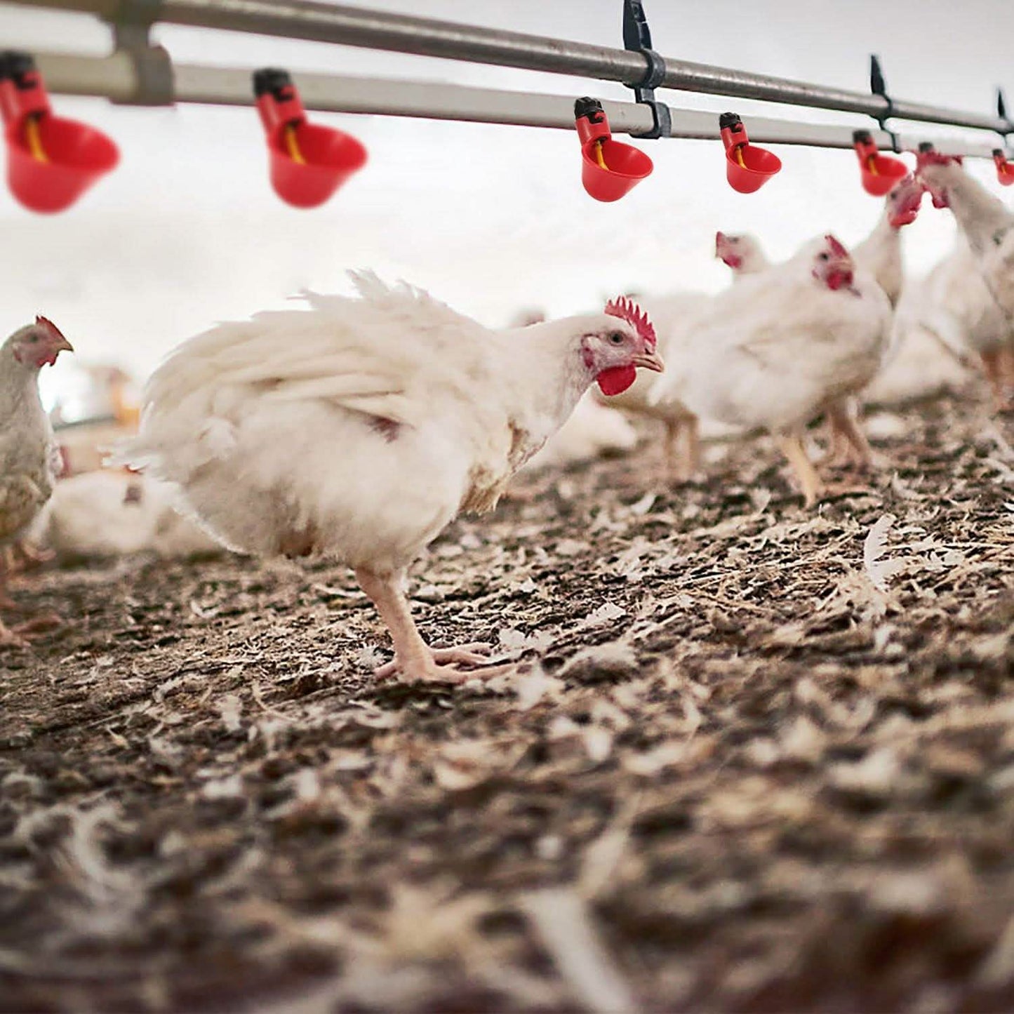 20-Pack: Chicken Waterer Automatic Drinker DailySale