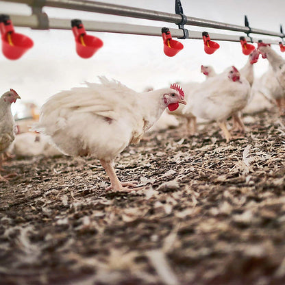 20-Pack: Chicken Waterer Automatic Drinker DailySale