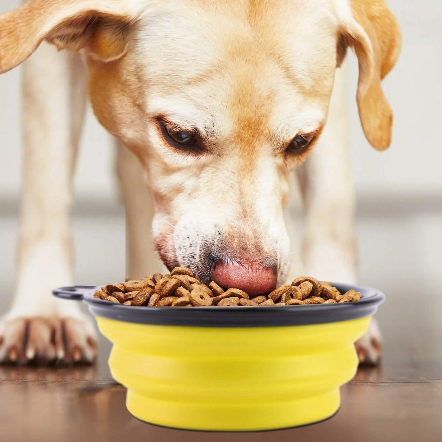 4-Pack: Silicone Collapsible Dog or Cat Food Water Bowl DailySale