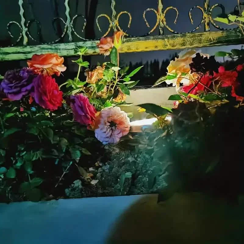 4-Pack: Waterproof Solar Garden Lights DailySale