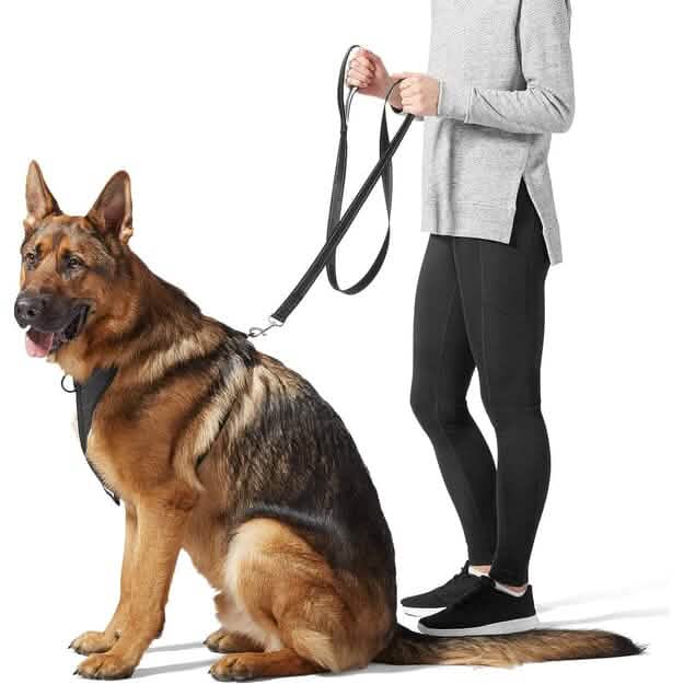 5 Foot Padded Single Handle Dog Leash DailySale