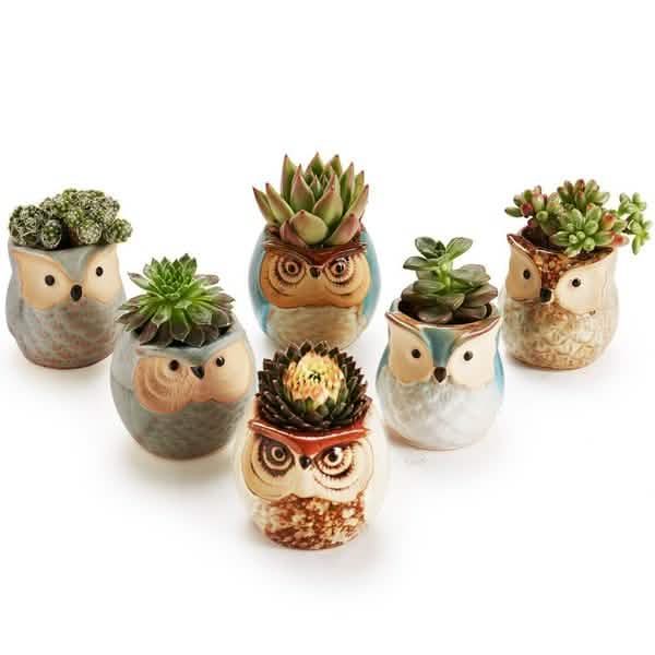 6-Pack: 2.5 Inch Owl Pot Ceramic Base DailySale