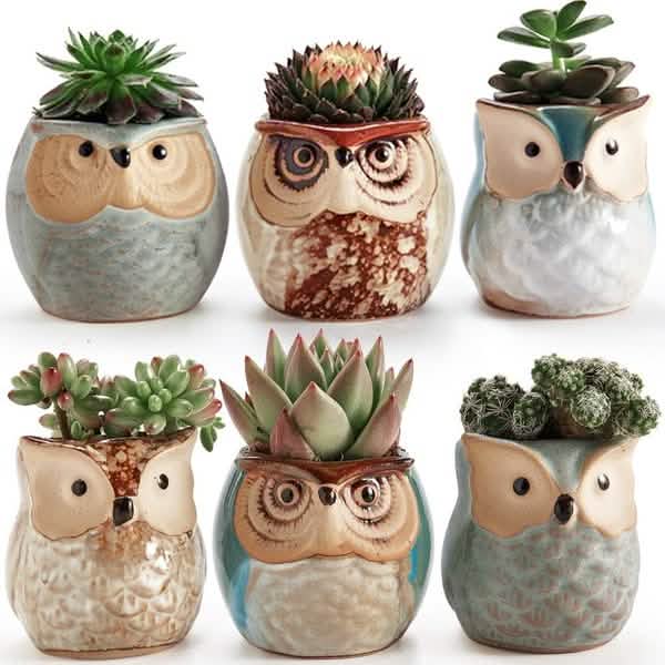 6-Pack: 2.5 Inch Owl Pot Ceramic Base DailySale