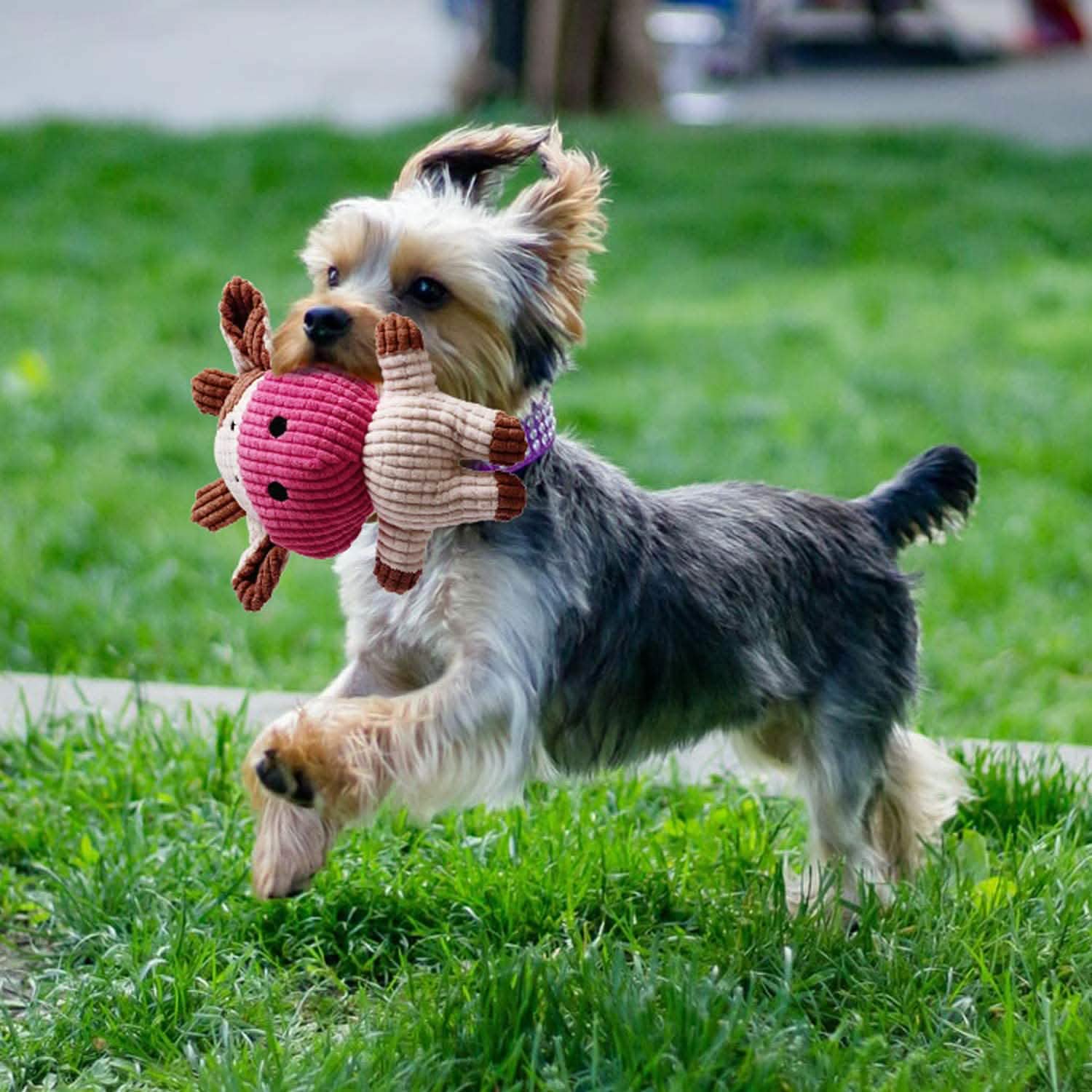 7-Piece: Puppy Cord Chew Toys DailySale
