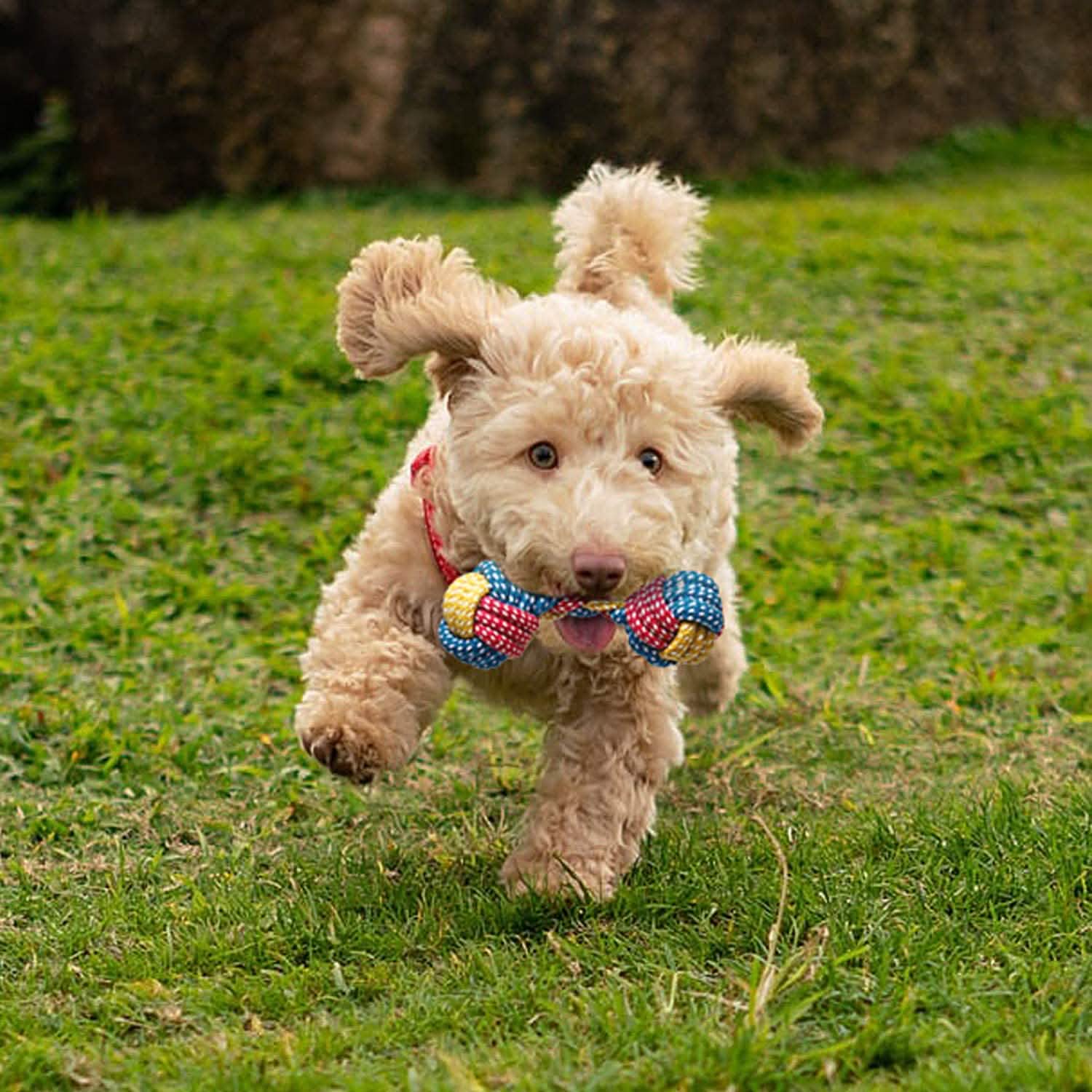 7-Piece: Puppy Cord Chew Toys DailySale