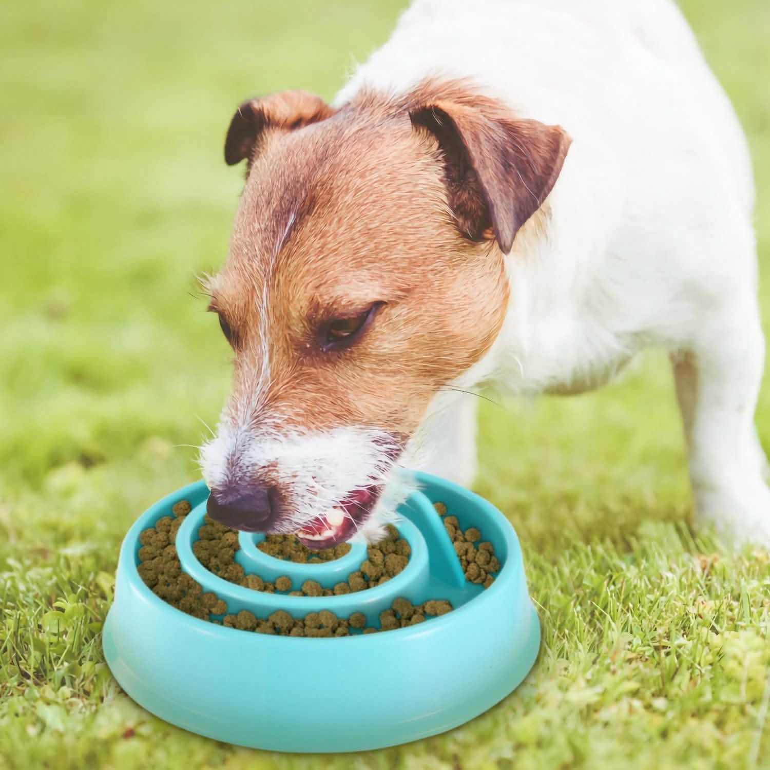 Dog Cat Slow Feeder Bowl DailySale