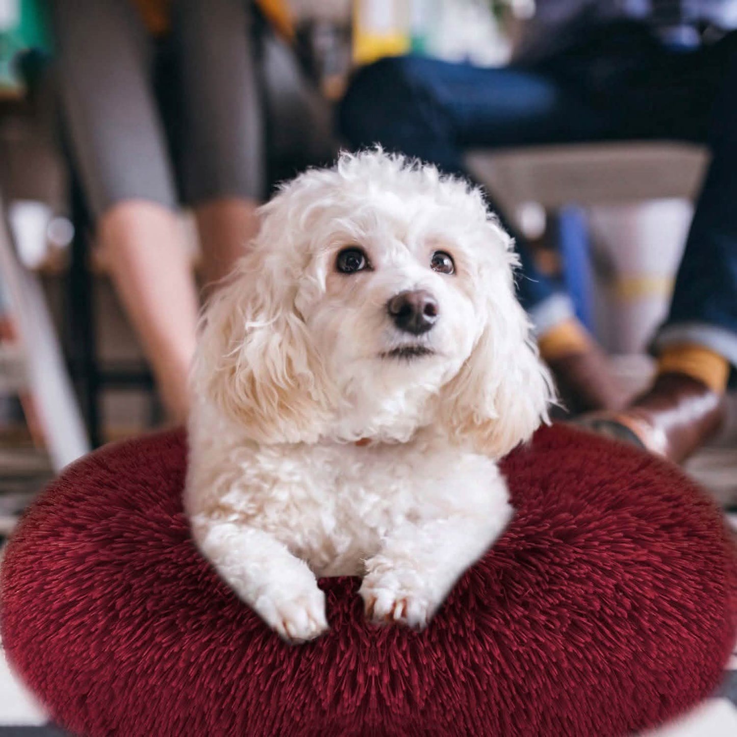 Dog Cozy Nest Sofa Bed Cushion DailySale