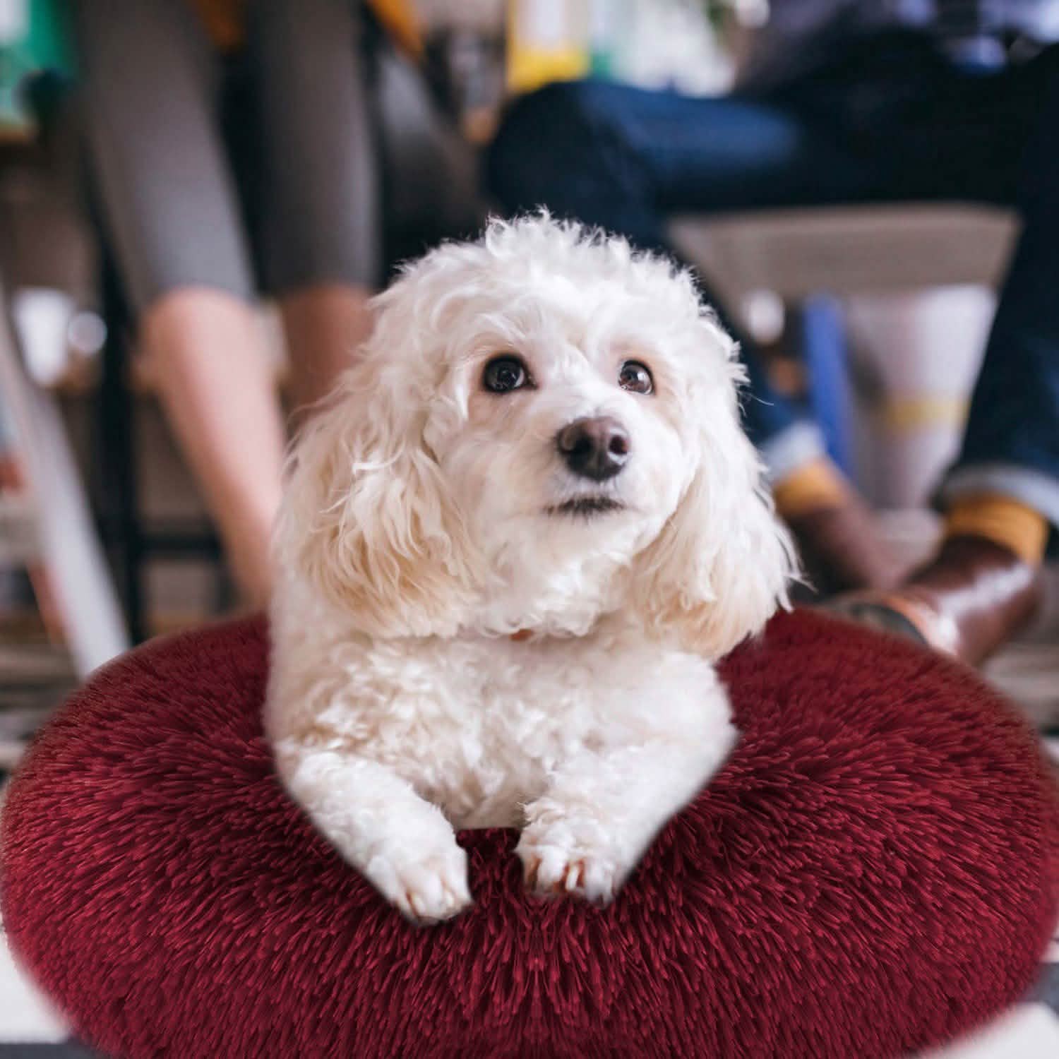 Dog Cozy Nest Sofa Bed Cushion DailySale