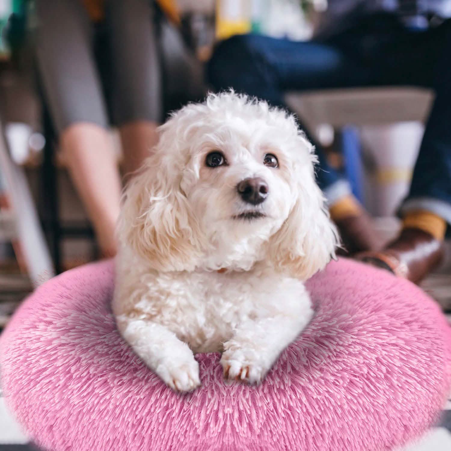 Dog Cozy Nest Sofa Bed Cushion DailySale