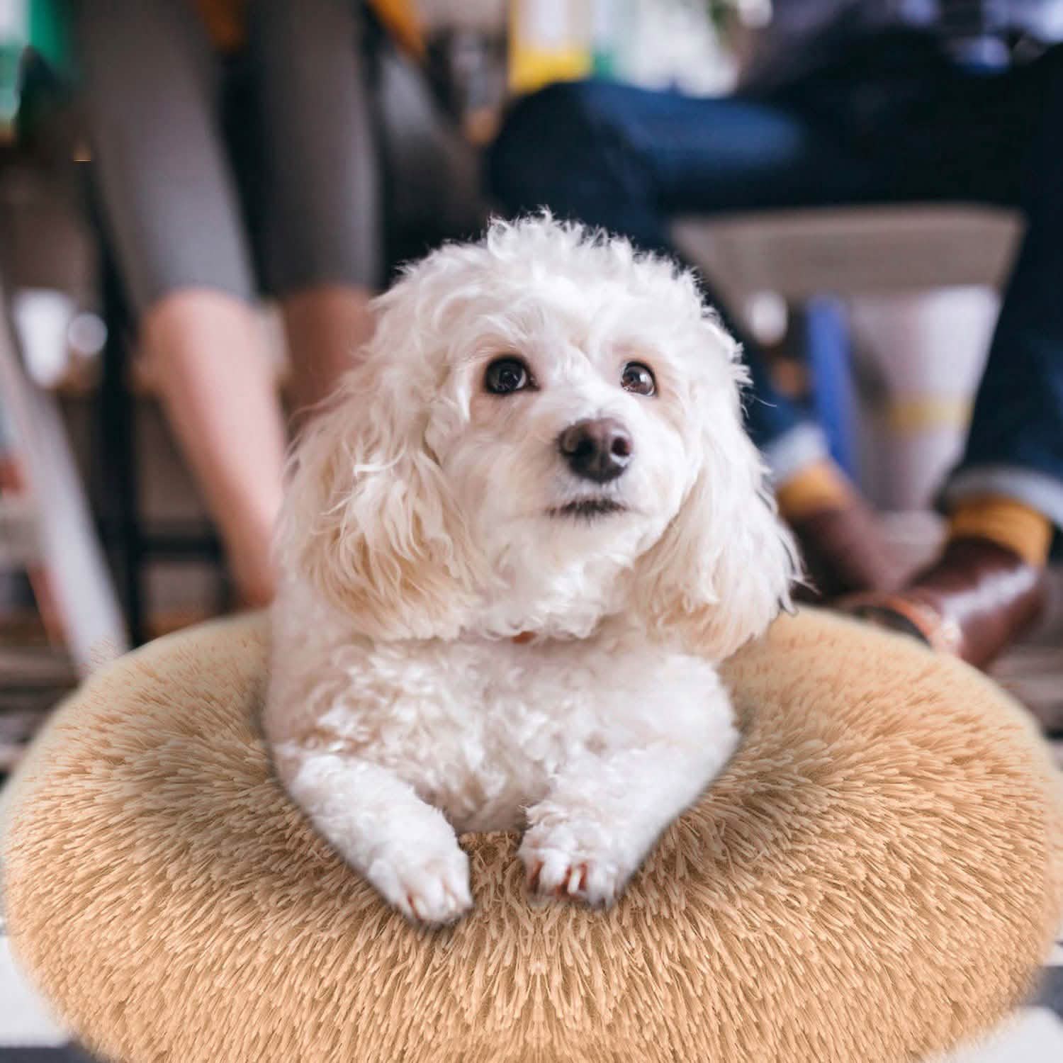 Dog Cozy Nest Sofa Bed Cushion DailySale