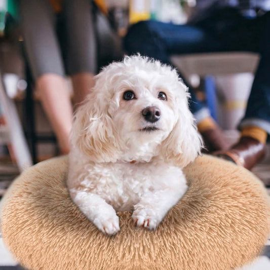 Dog Cozy Nest Sofa Bed Cushion DailySale