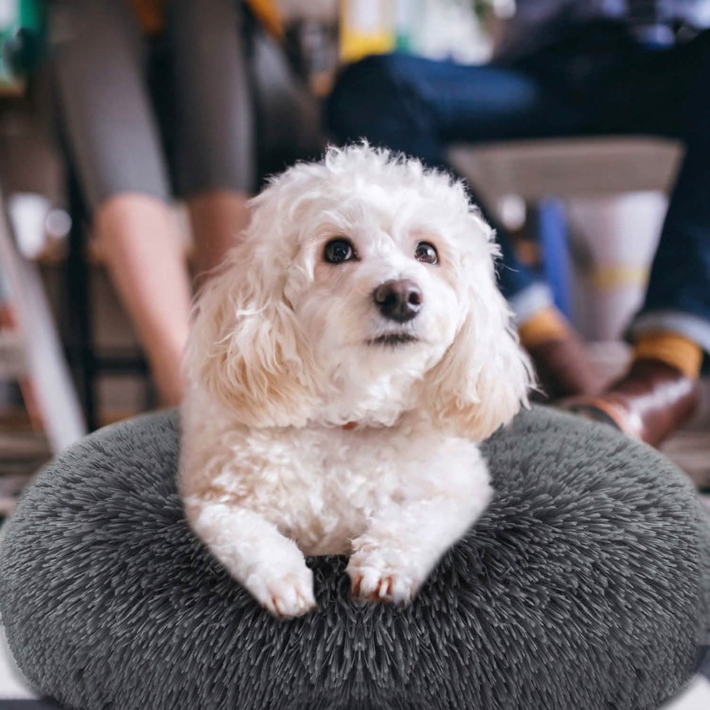 Dog Cozy Nest Sofa Bed Cushion DailySale