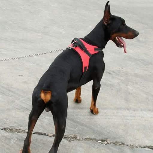 Dog Soft Adjustable Harness DailySale