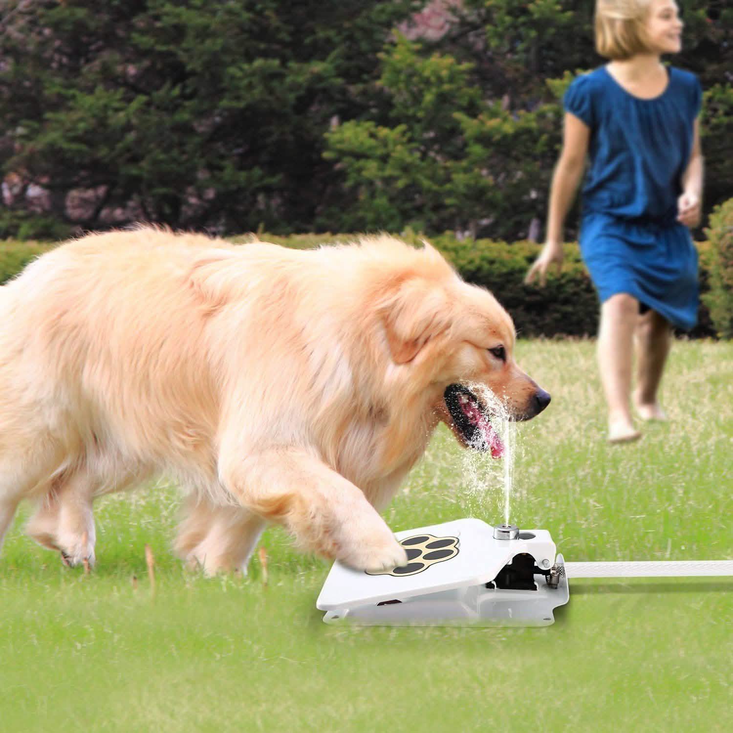 Dog Water Fountain DailySale