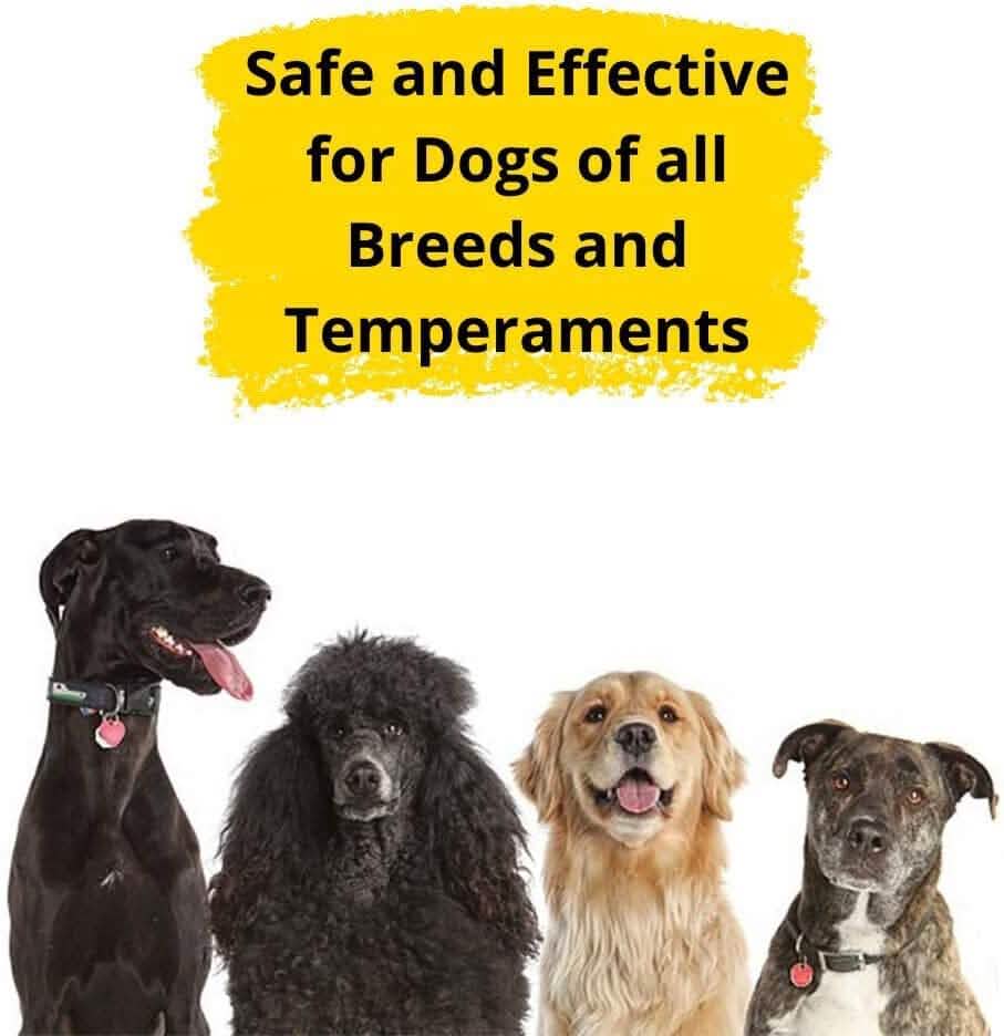 Dogtra YS600 No Bark Collar  (Refurbished) DailySale