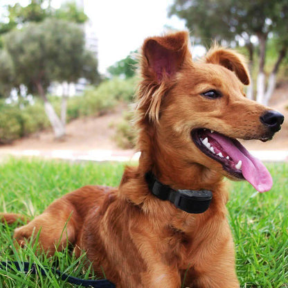 Electric Pet Dog Anti-Bark Training Collar Safe Tone Shock Control Adjustable DailySale