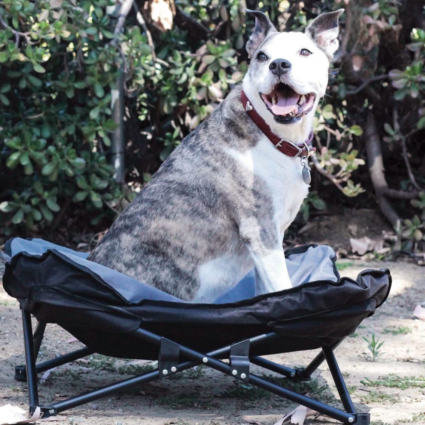Elevated Camping Pet Bed Medium DailySale