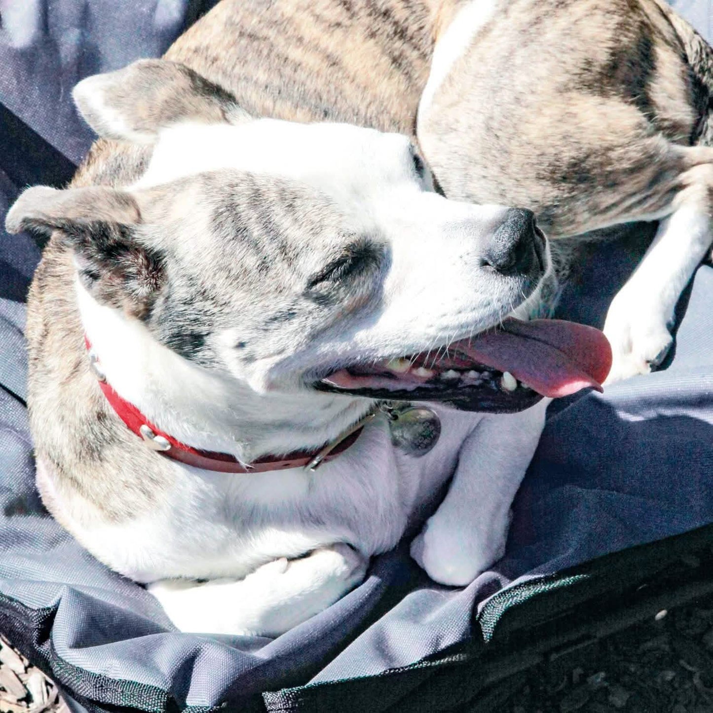 Elevated Camping Pet Bed Medium DailySale