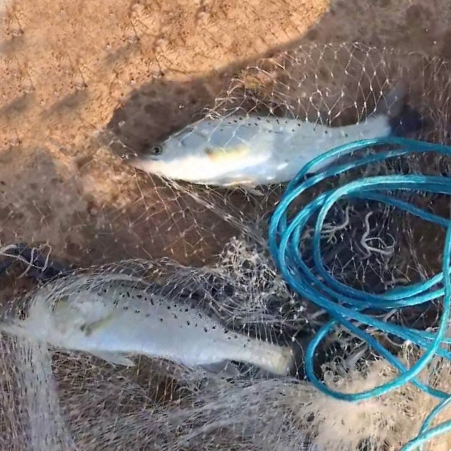 Fishing Cast Net Bait Trap Heavy Duty DailySale