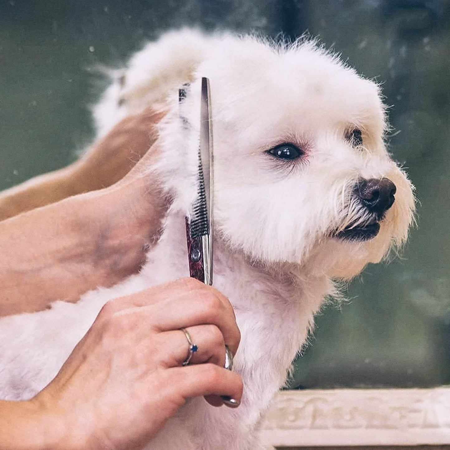 Gimars 6-in-1 Professional Stainless Steel Safety Pet Grooming Scissors DailySale