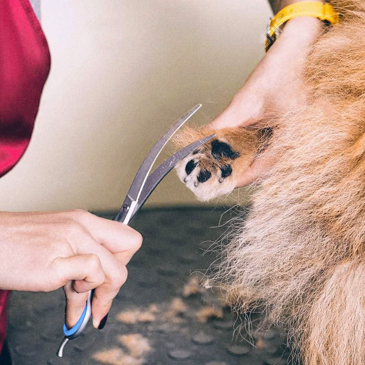 Gimars 6-in-1 Professional Stainless Steel Safety Pet Grooming Scissors DailySale