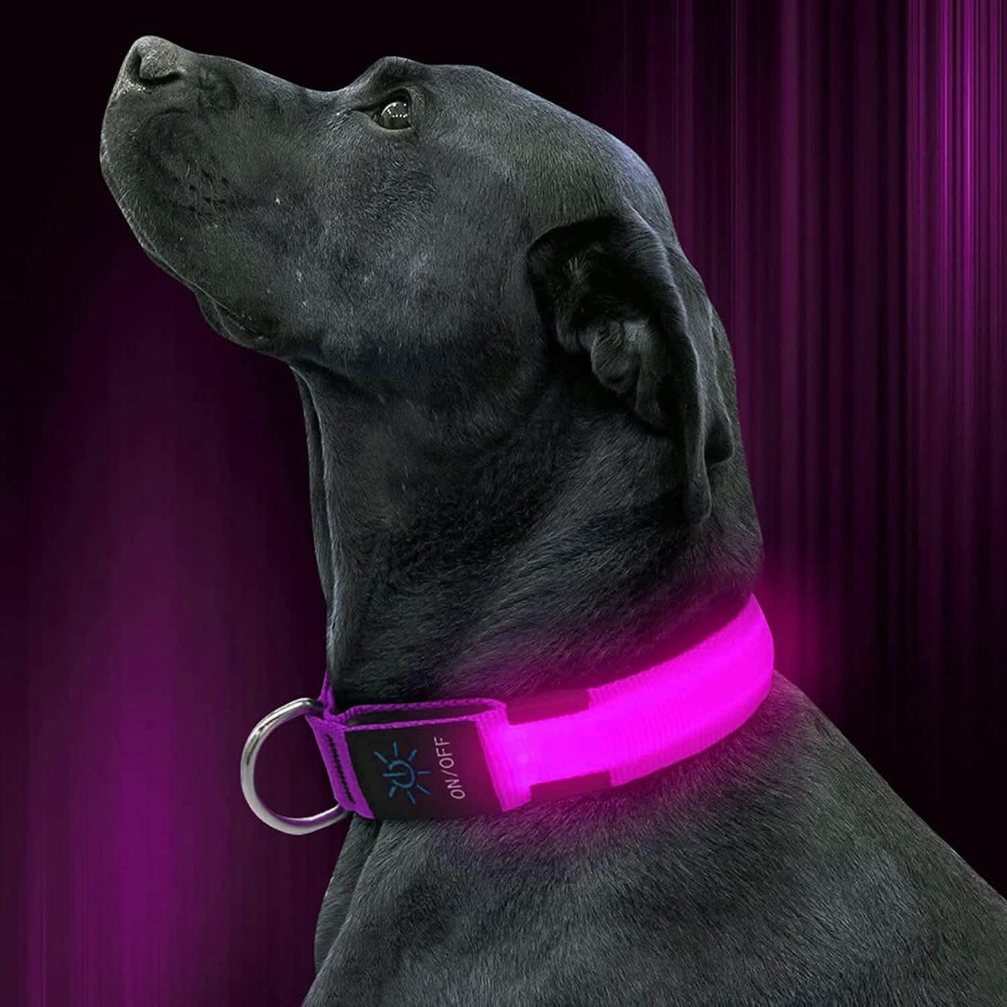 LED Pet Collar DailySale