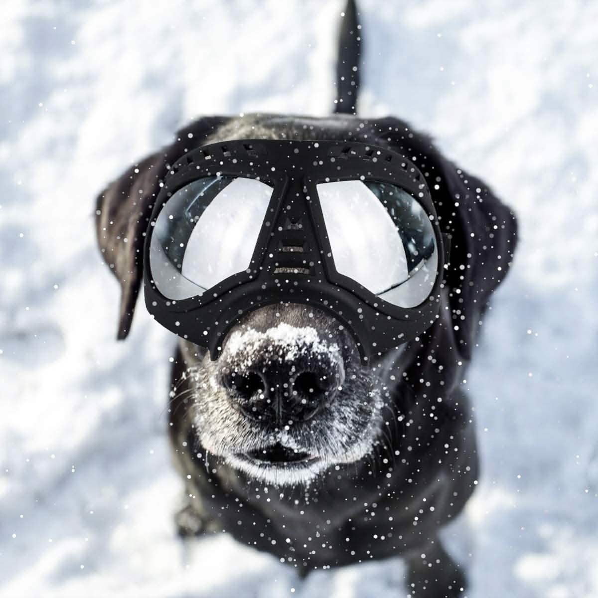Namsan Dog Goggles-Sunglasses for Large Dogs DailySale