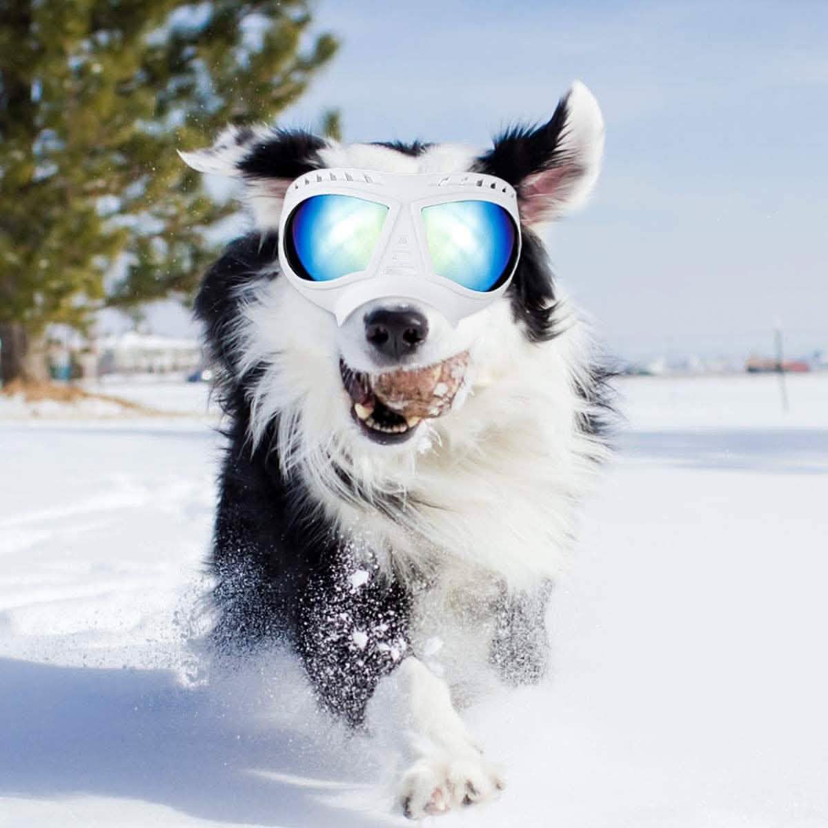 Namsan Dog Goggles-Sunglasses for Large Dogs DailySale