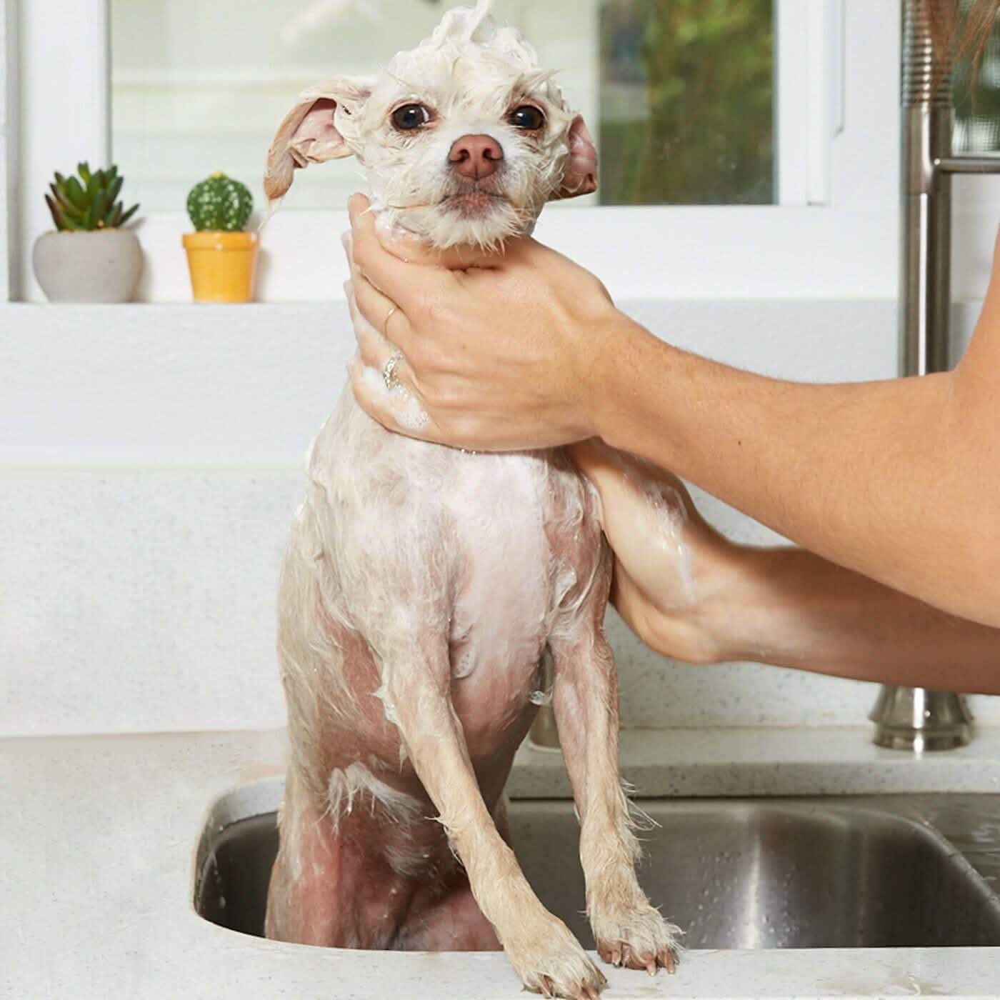 Natural Oatmeal Shampoo - Gallon DailySale