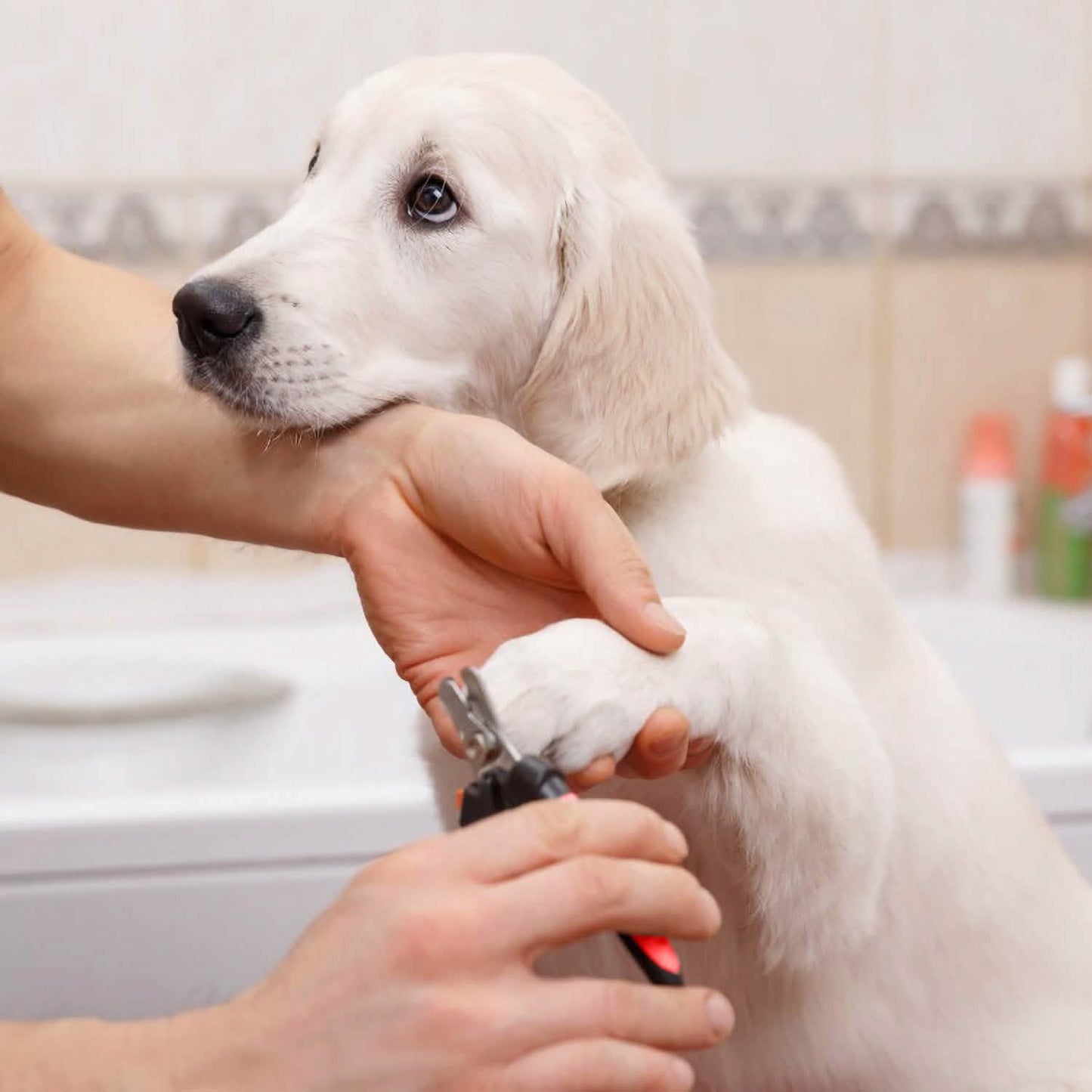Pet Nail Trimmer  with Safety Guard to Avoid Over-Cutting Nails DailySale