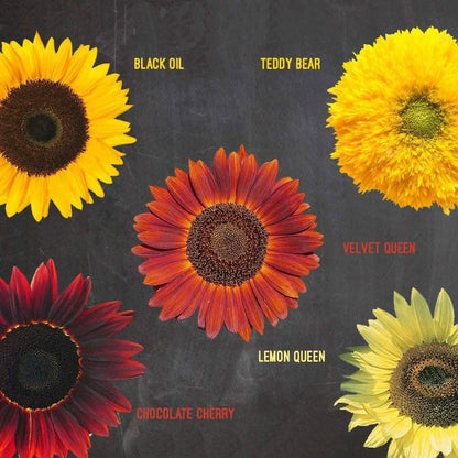 Plant Your Own Garden Grow Kit DailySale