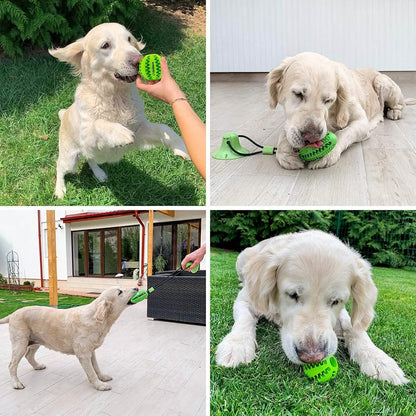 Suction Cup and Play IQ Toy Treat Ball DailySale