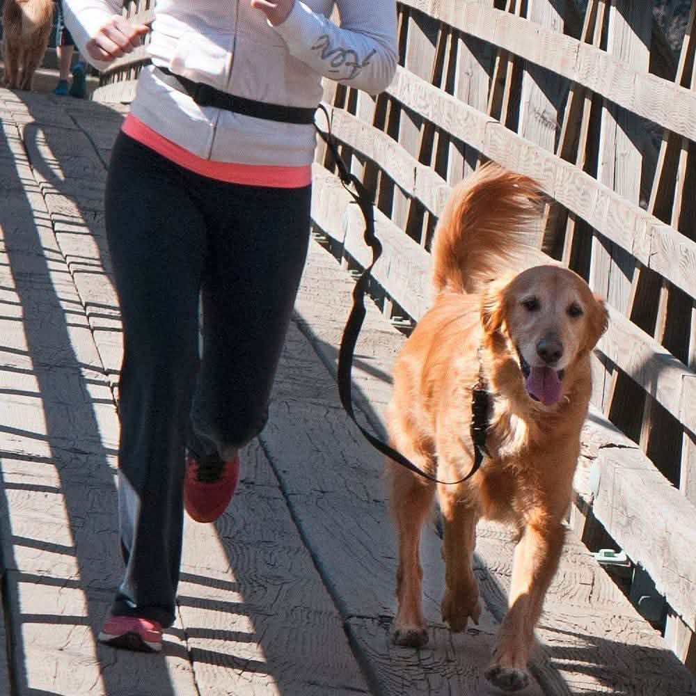 The Buddy System Adjustable Hands Free Dog Leash DailySale