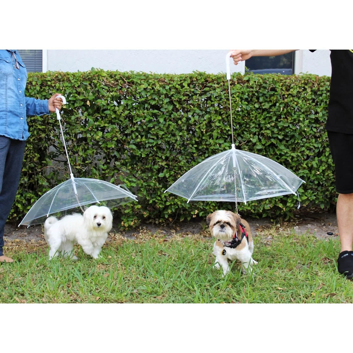 Transparent Outdoor Dog or Puppy Umbrella with Chain Leash DailySale