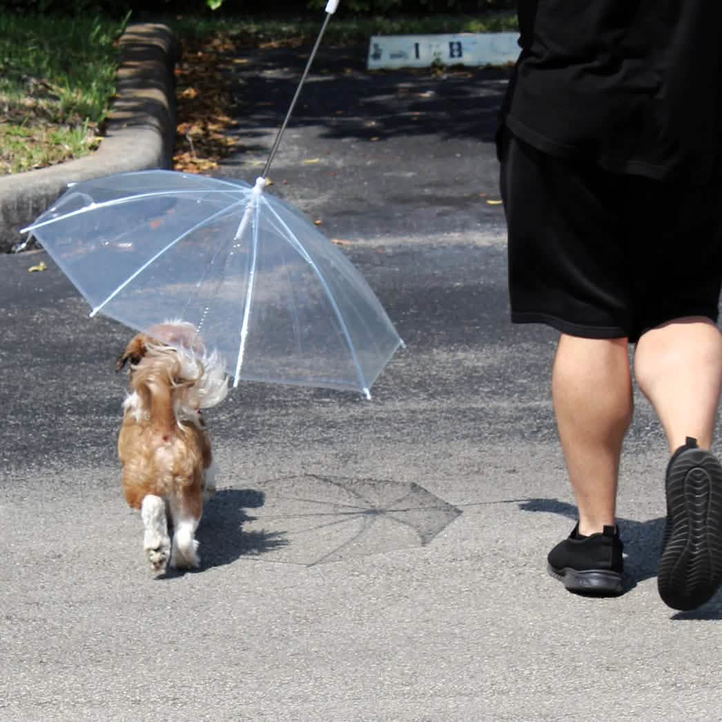 Transparent Outdoor Dog or Puppy Umbrella with Chain Leash DailySale