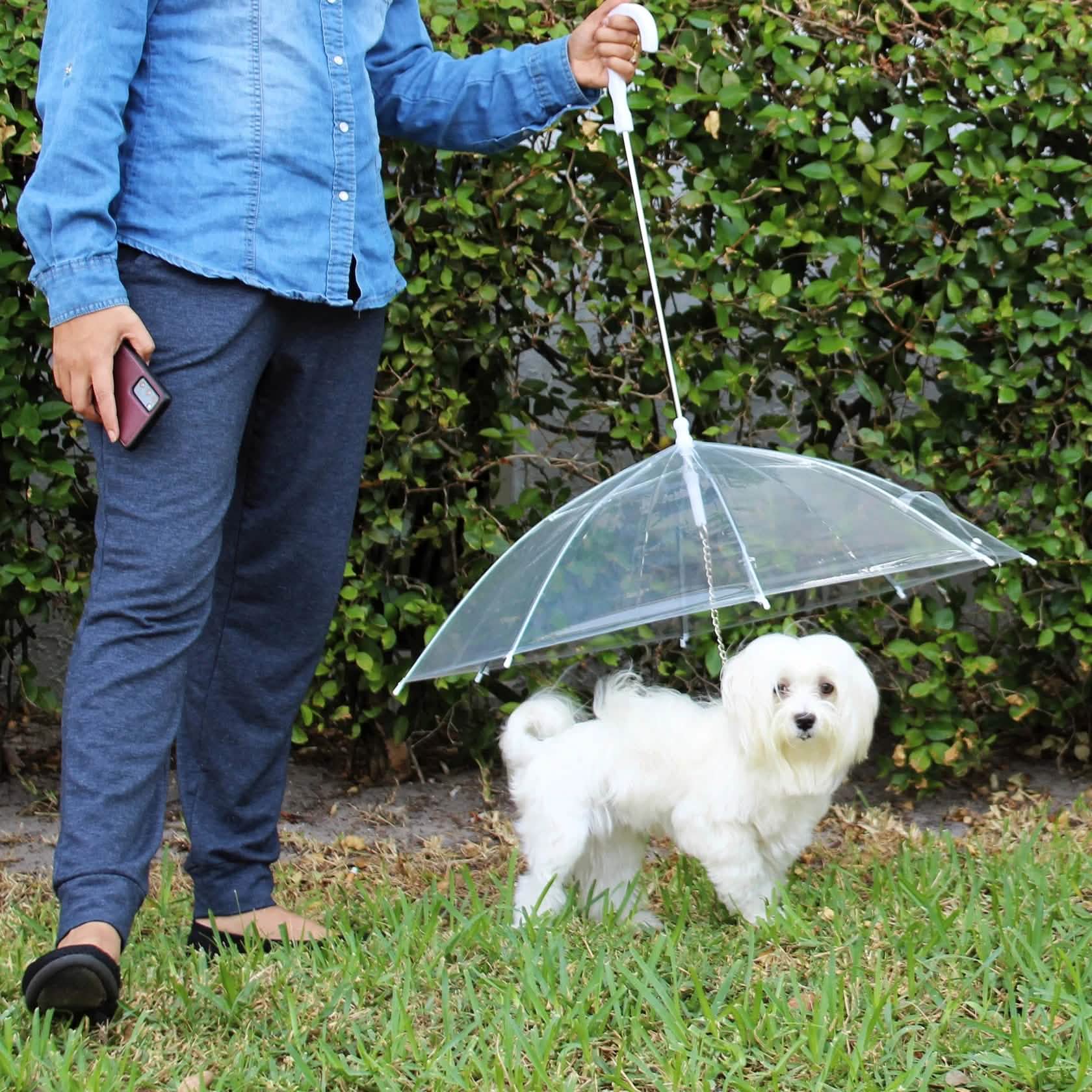 Transparent Outdoor Dog or Puppy Umbrella with Chain Leash DailySale