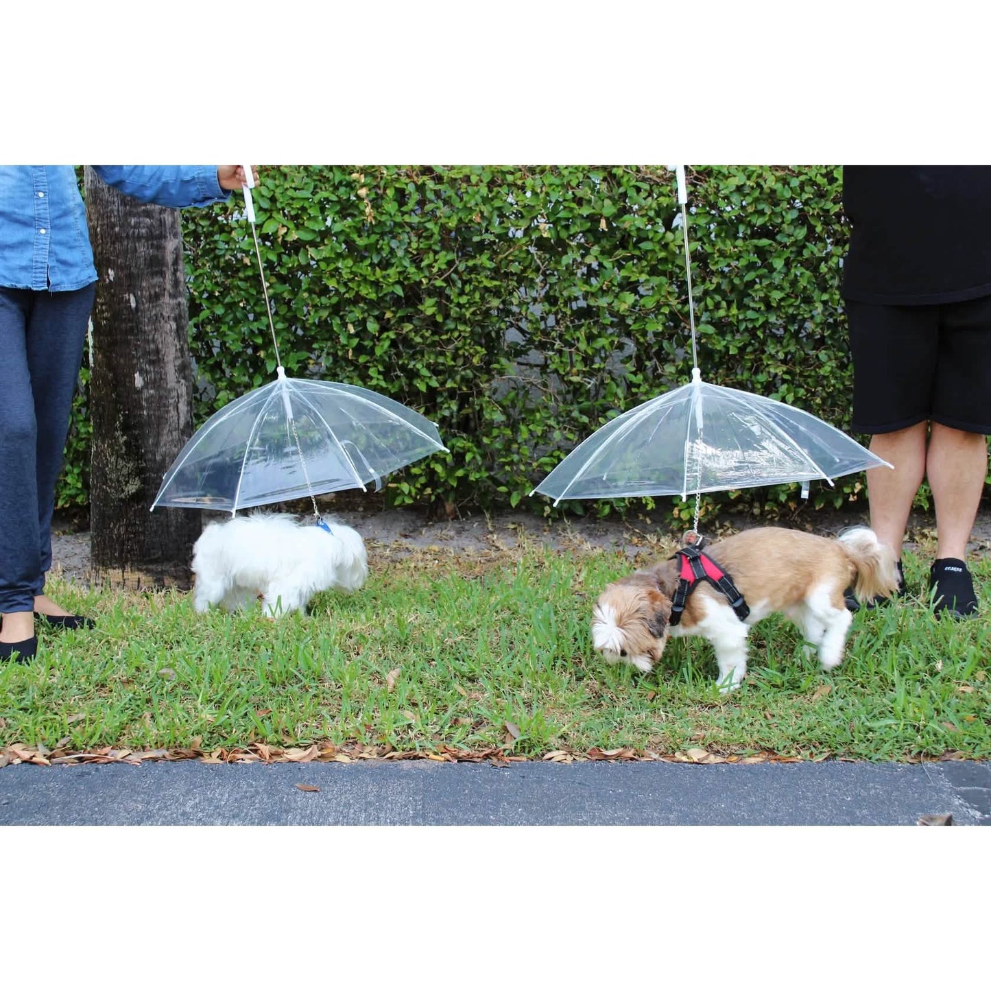 Transparent Outdoor Dog or Puppy Umbrella with Chain Leash DailySale