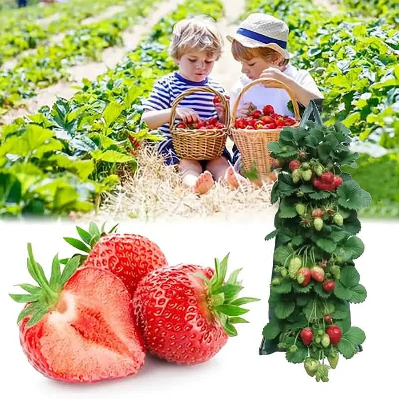 Upside Down Tomato Grow Bag DailySale