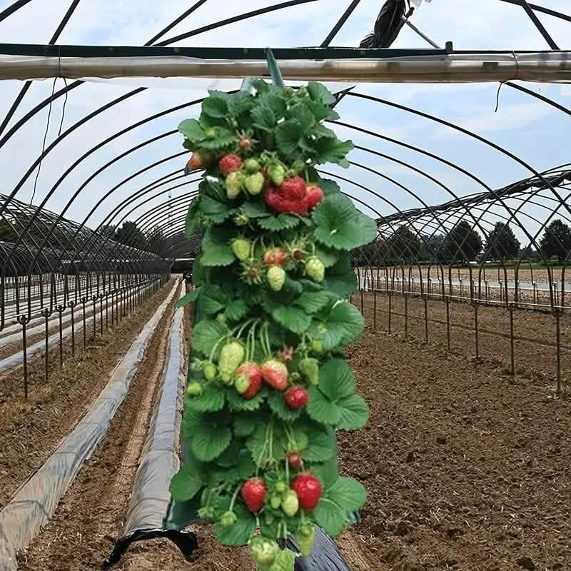 Upside Down Tomato Grow Bag DailySale